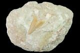 Otodus Shark Tooth Fossil in Rock - Eocene #135842-1
